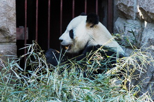Пекинский зоопарк, достопримечательности Пекина