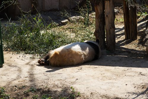 Панда, Пекинский зоопарк