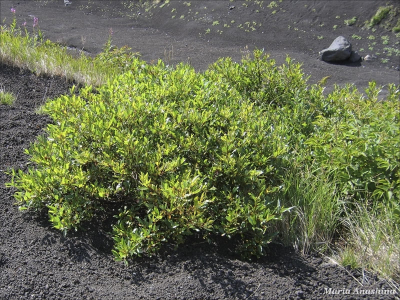 Козельский вулкан, растительность на вулканическом шлаке, Камчатка