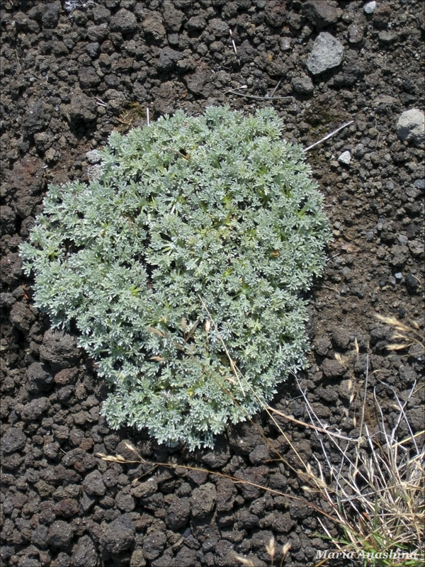 Козельский вулкан, растительность на вулканическом шлаке, Камчатка