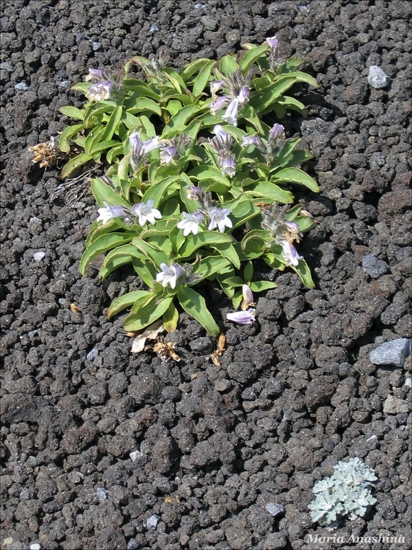 Цветок на склоне Козельского вулкана, Камчатка