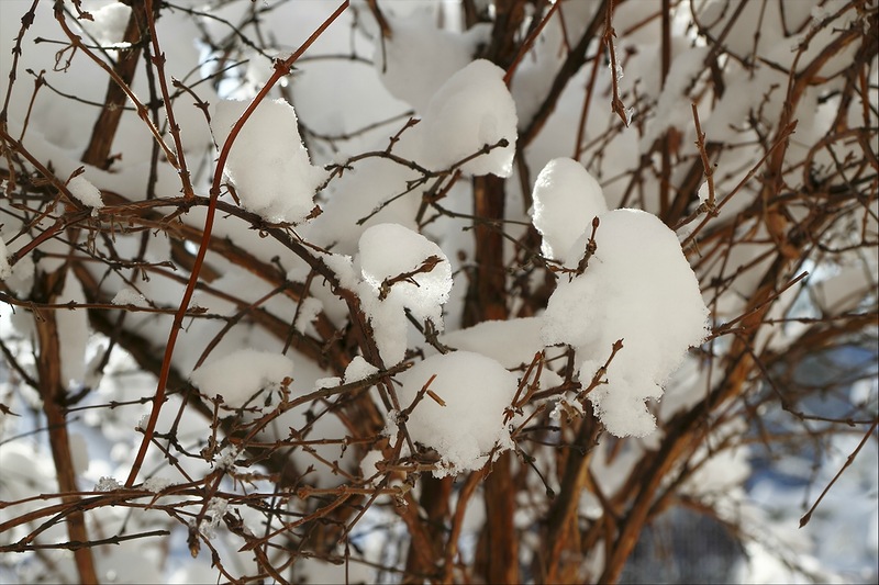 Куст жимолости под снегом