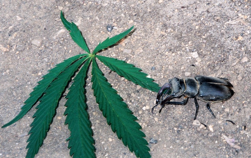 Конопля жуки вывод марихуаны из крови