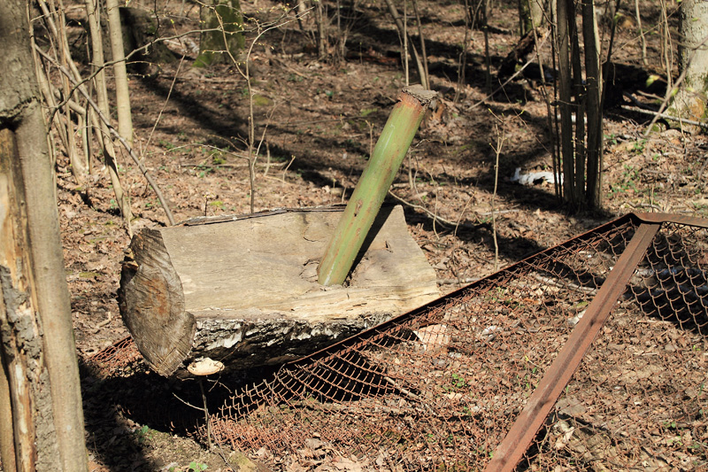 Ствол дерева, упавший на забор, Тимирязевский лесопарк