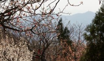 Парк Сяншань — весна в горах и панорамы Пекина с 500-метровой высоты