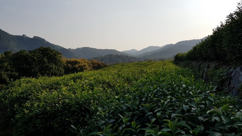 Чайные плантации, Ханчжоу