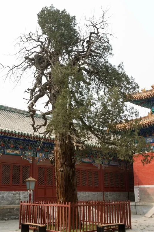 Кипарисы в храме Конфуция, Пекин