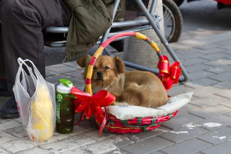 Собака в Пекине