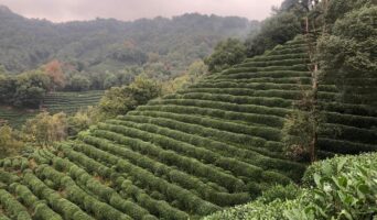 Плантации чая Лунцзин на Львиной горе (Шифэн) в Ханчжоу
